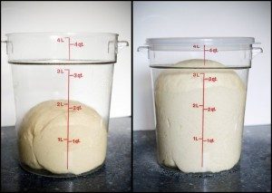 Rising Dough