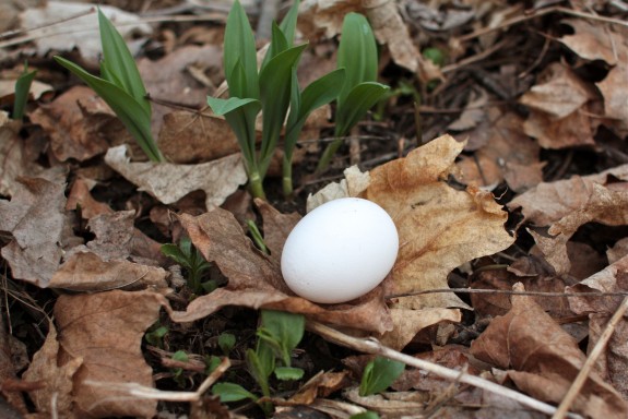 single white egg in leaves