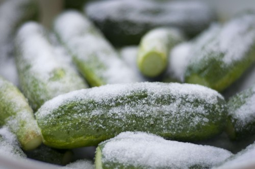 cucumbers in salt