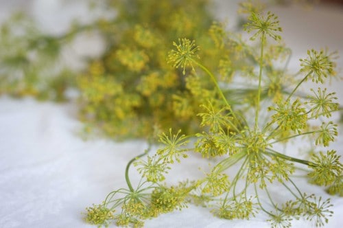 dill