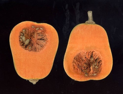 squash