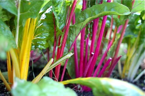 chard