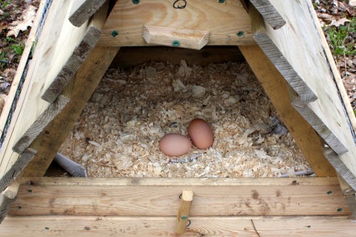 fresh eggs