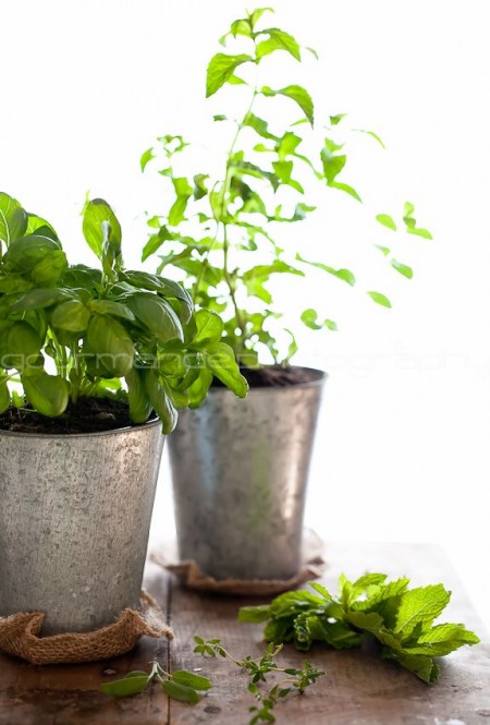 herbs, how to grow an herb garden (1 of 1)