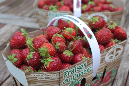 quebec strawberries