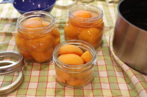 apricots in jars