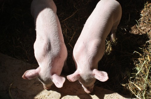 piglets