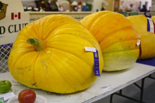 fall fair pumpkins