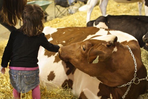 girl petting cow