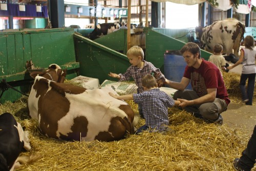 boys petting cow