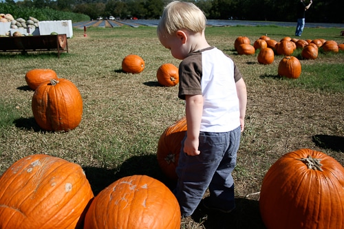 pumpkins