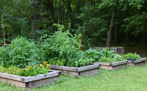 raised beds mid summer