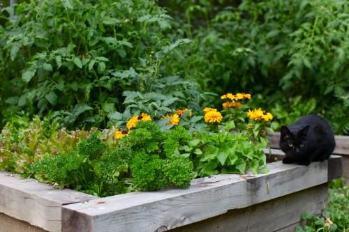 black cat in garden