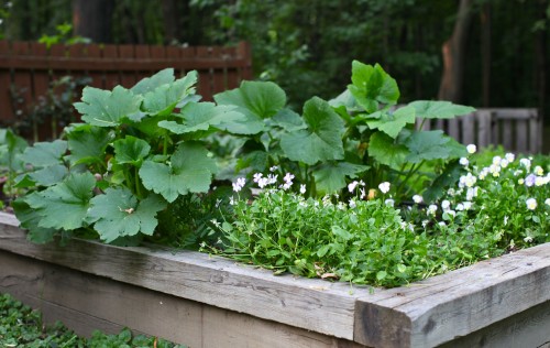 zucchini plants