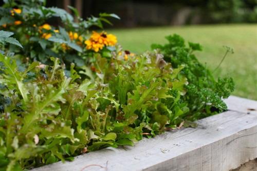 lettuce in garden