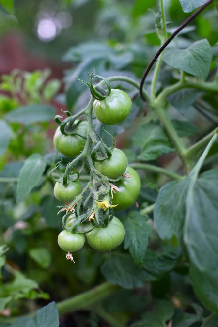 green tomatoes on the vine