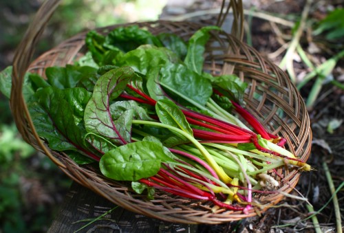 basket of chard