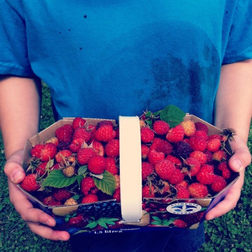 raspberries u-pick