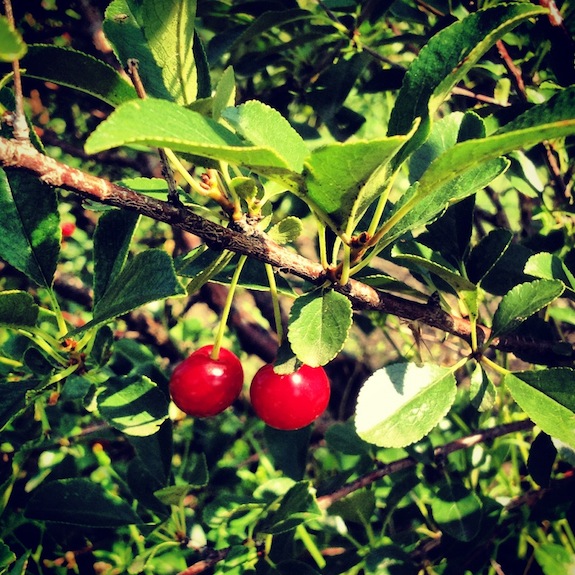 cherry tree jams sour cherry jam simple bites cherry tree jams sour cherry jam simple bites
