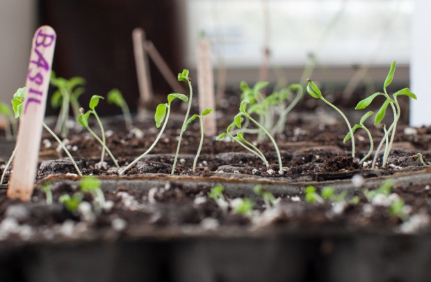 Starting seeds | Simple Bites