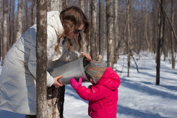 A&C drinking sap | Sugaring off | Simple Bites