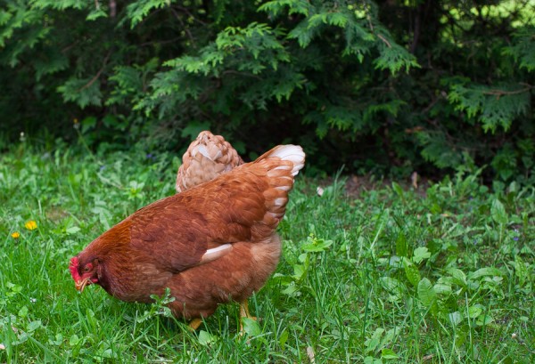 Backyard chickens | Simple Bites