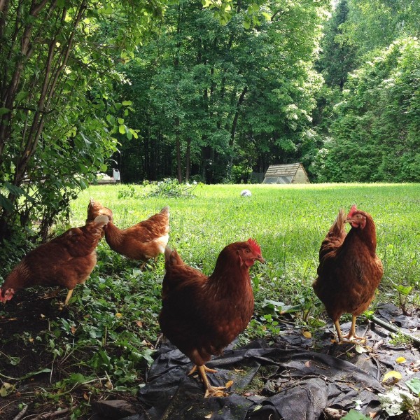 hens