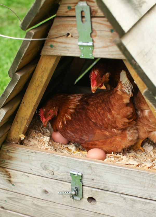 Urban chickens on Simple Bites #urbanchickens