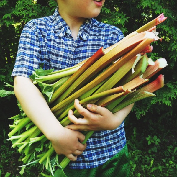 rhubarb harvest