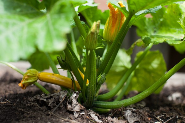 zucchini