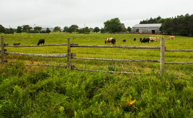 Family Travel in Prince Edward Island | Simple Bites